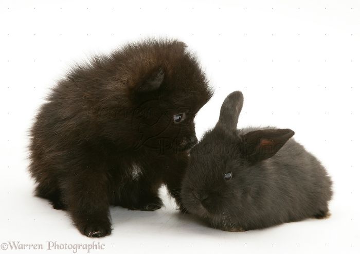 Animals