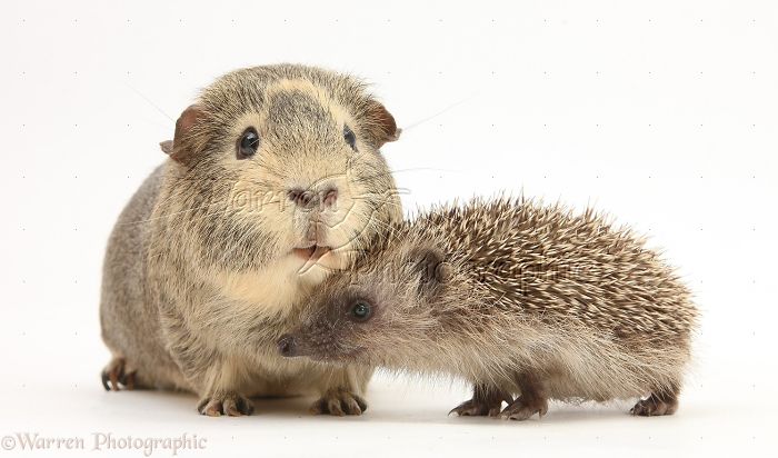 Animals