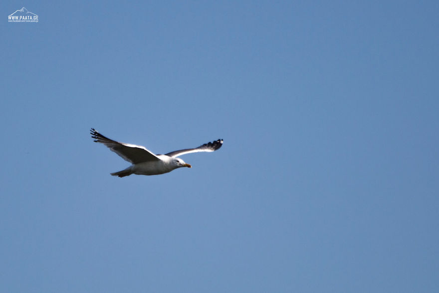 I Photographed The Beauty Of Javakheti Protected Areas In Georgia