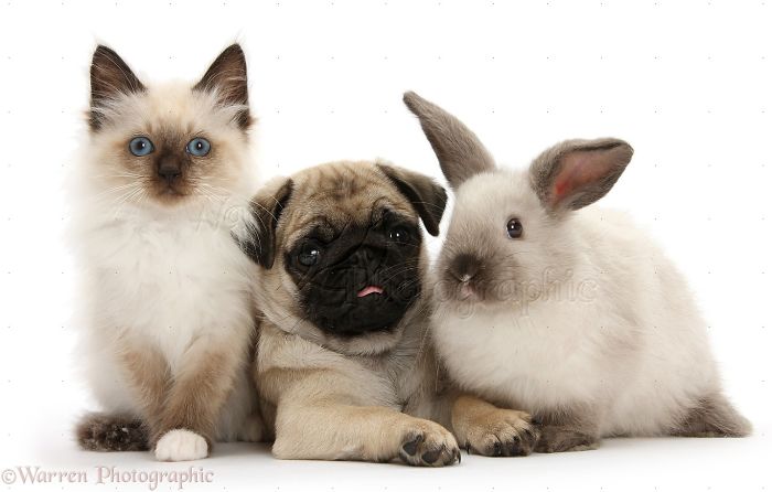 Animals