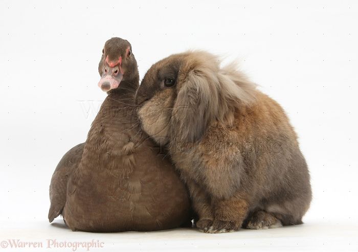 Animals