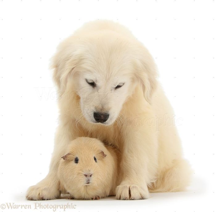 Animals