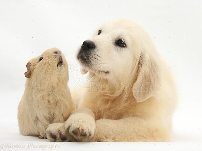 Animals
