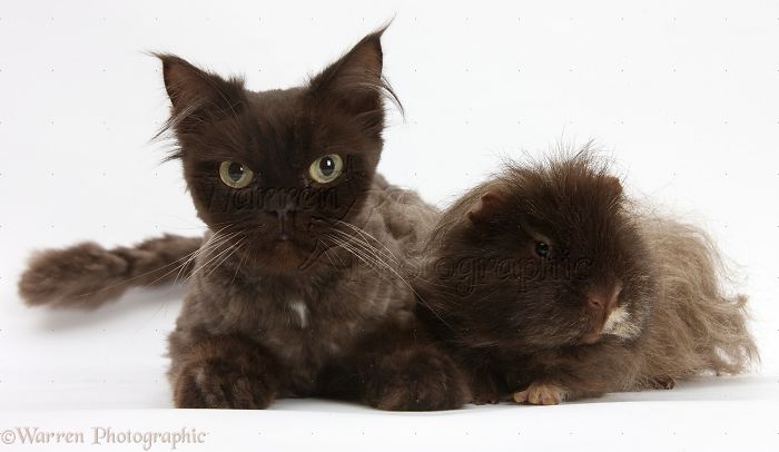 Animals
