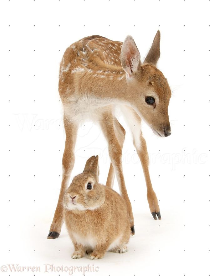 Animals