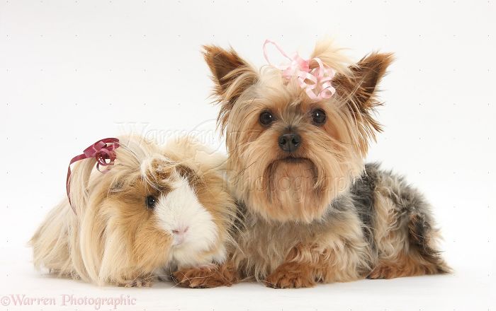 Animals