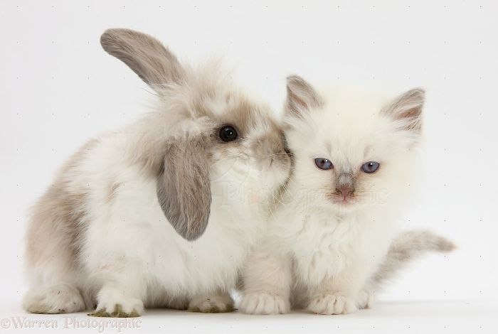 Animals