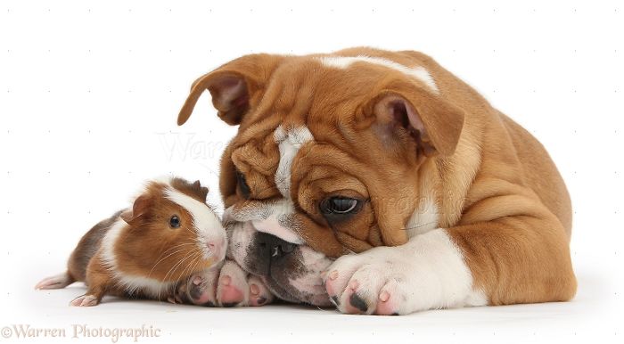 Animals