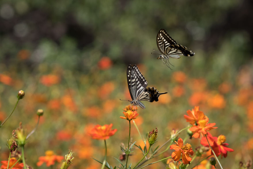 My Tips To Photographing Flying Butterflies