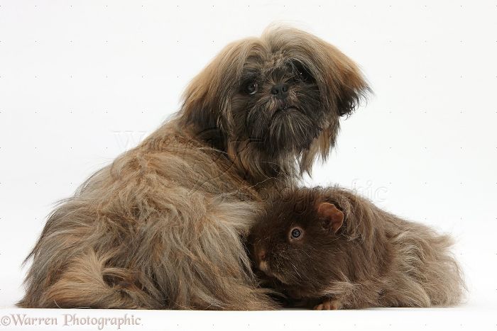 Animals