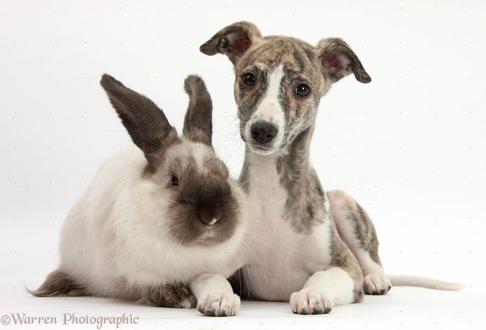Animals
