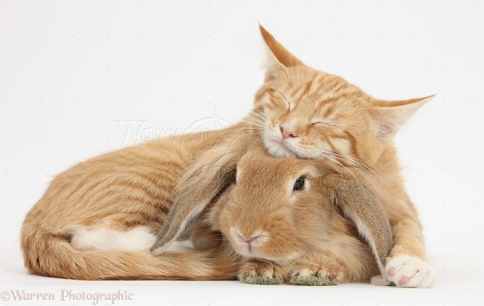 Animals