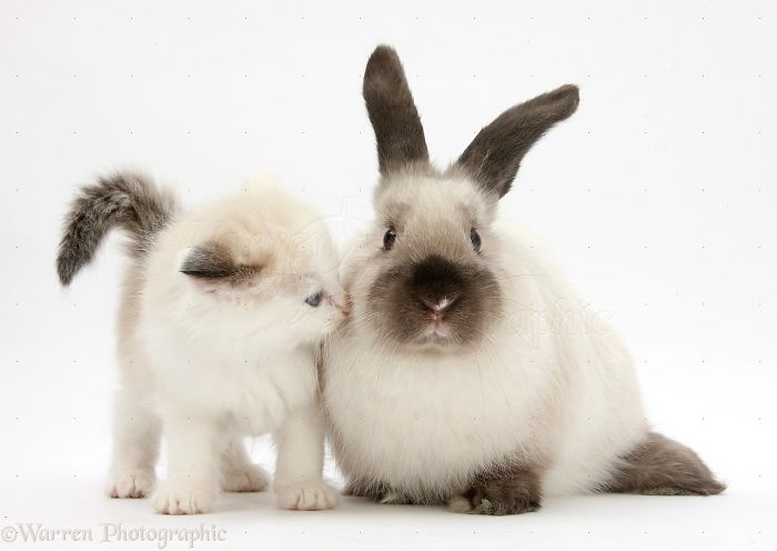 Animals