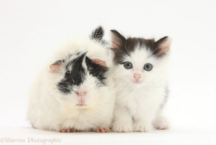 Animals