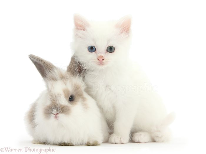 Animals