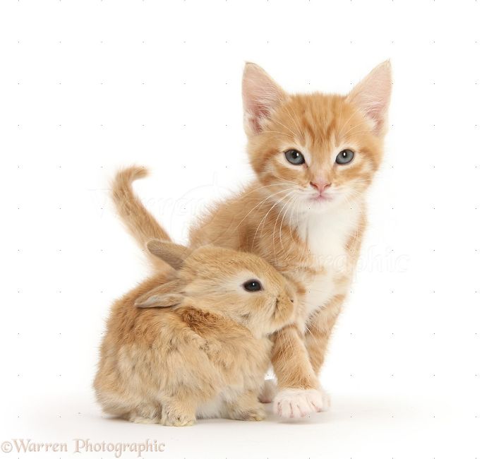 Animals