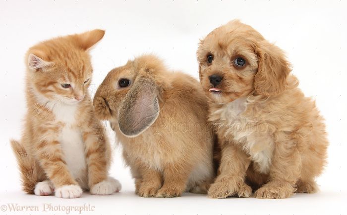 Animals
