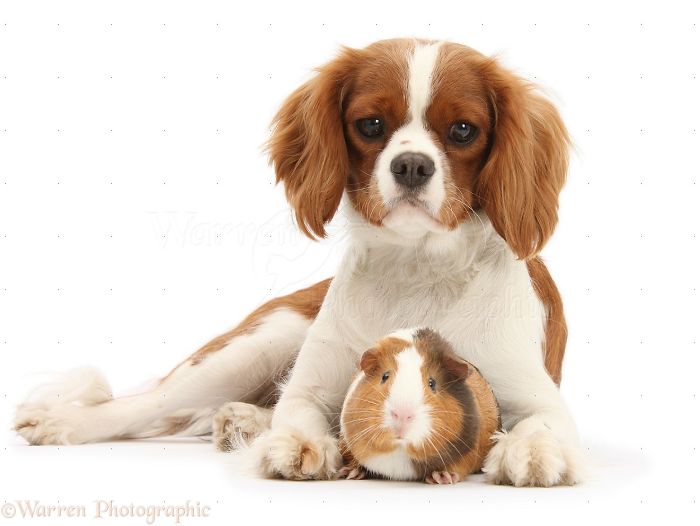 Animals