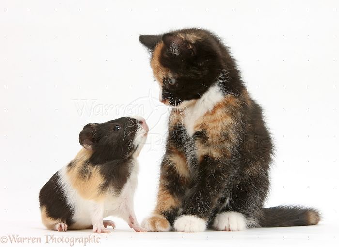 Animals