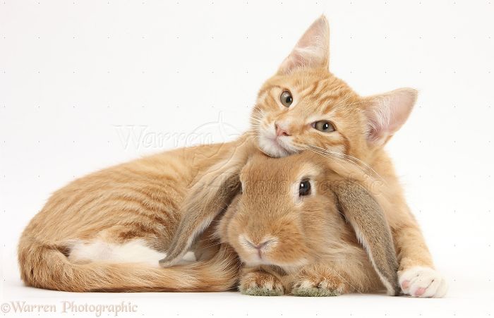 Animals