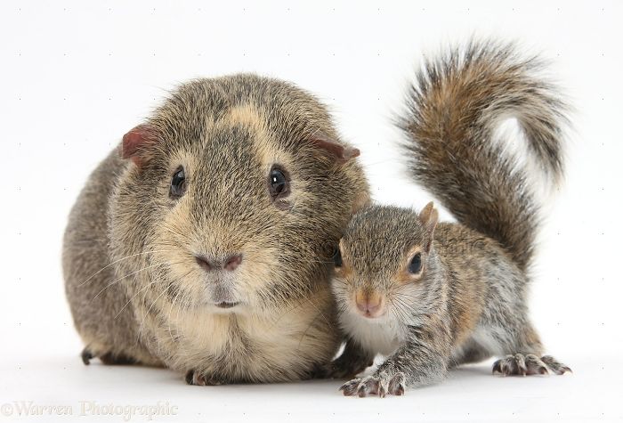 Animals