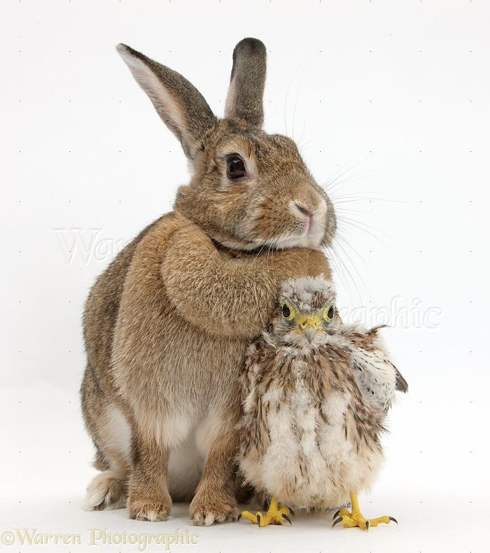 Animals