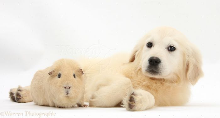 Animals