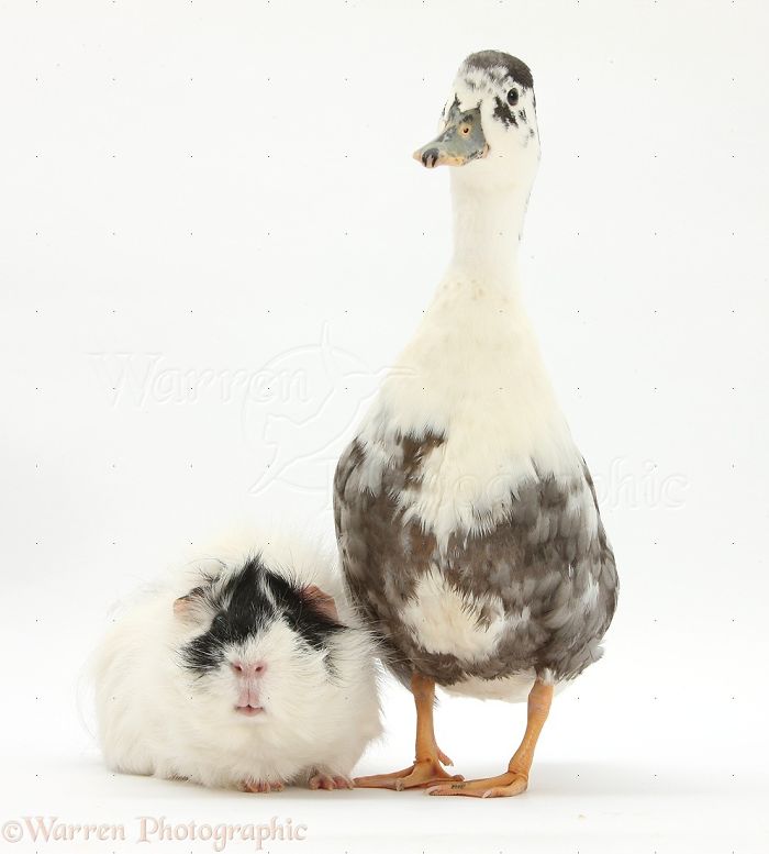 Animals