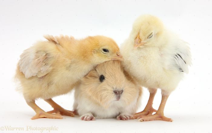 Animals