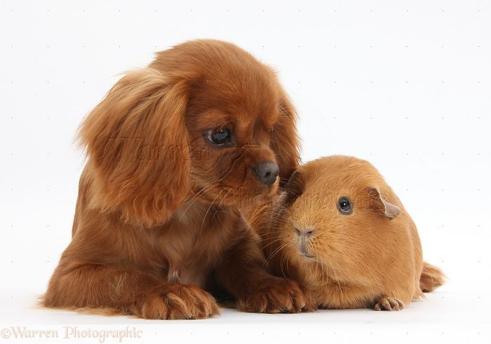 Animals