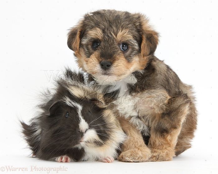 Animals