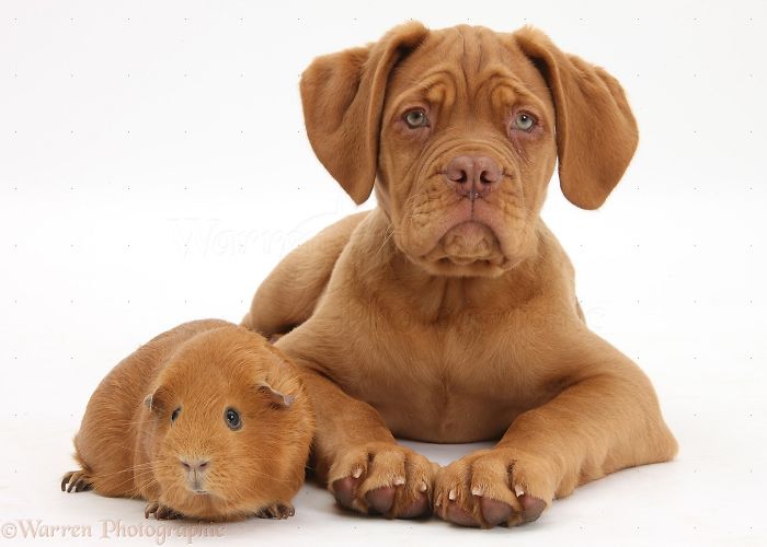 Animals