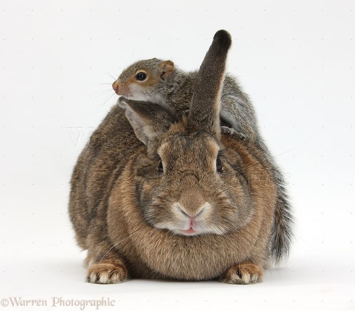 Animals