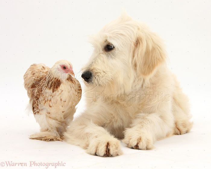 Animals
