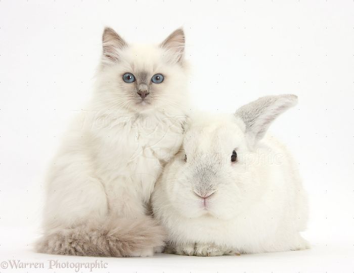 Animals