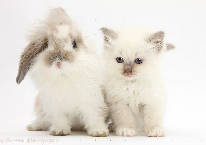 Animals