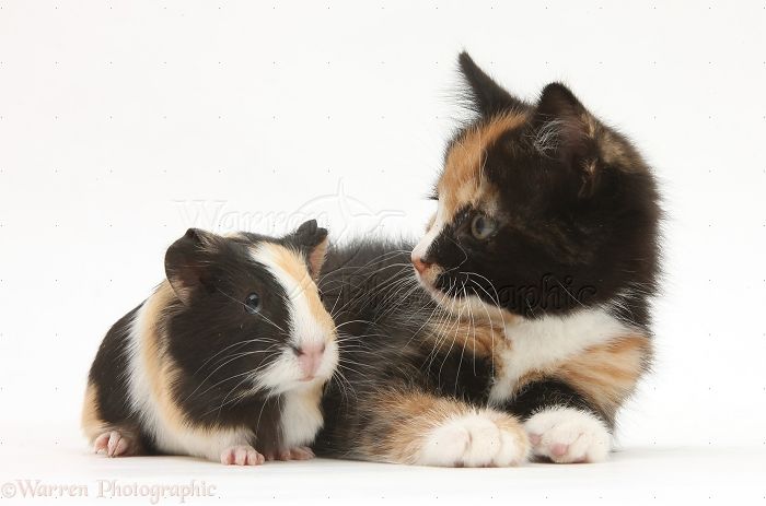 Animals