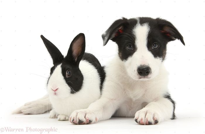 Animals