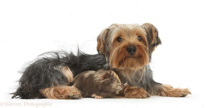 Animals