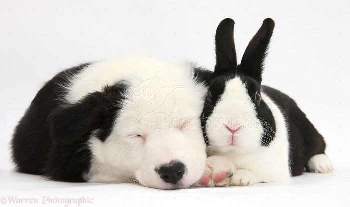 Animals