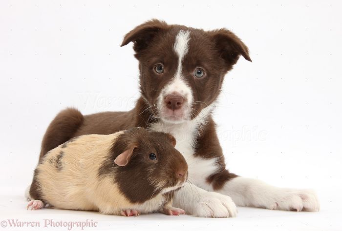 Animals