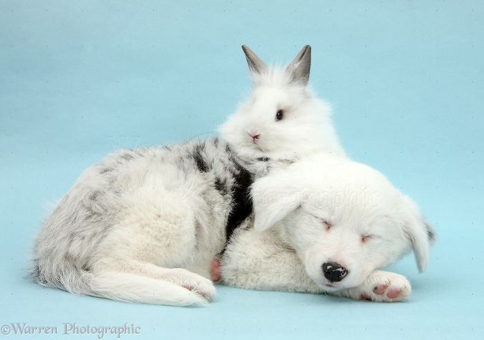 Animals