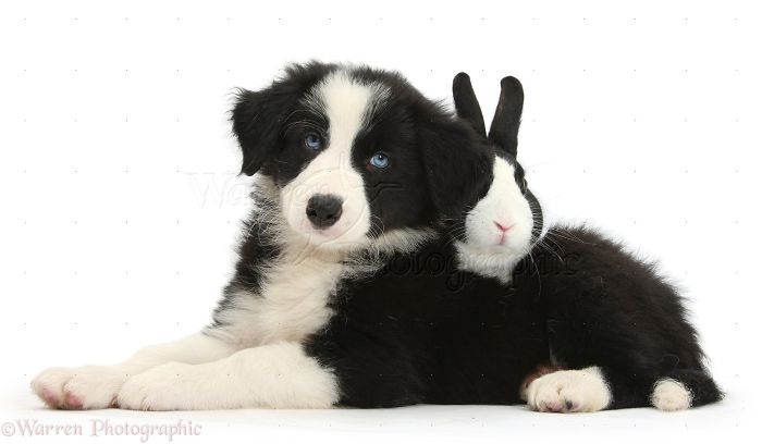 Animals