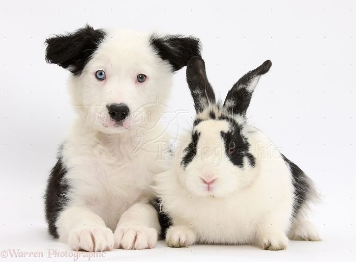 Animals