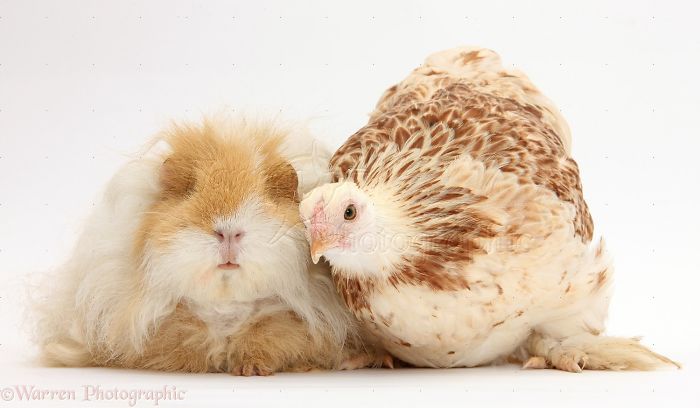 Animals