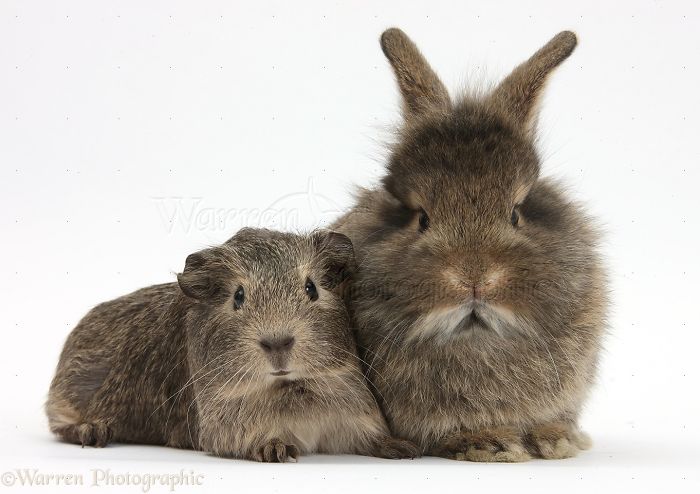 Animals