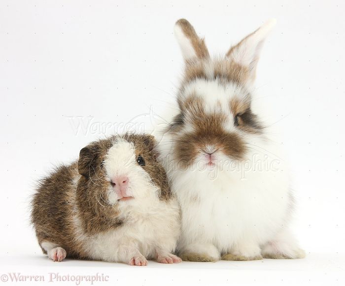Animals