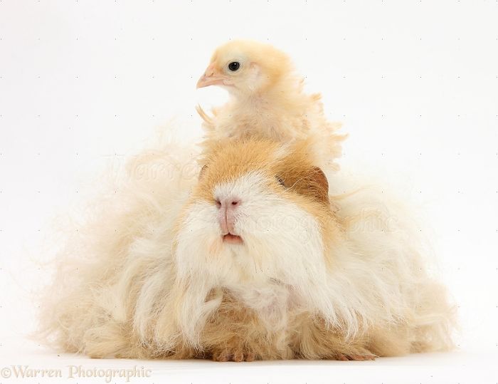 Animals