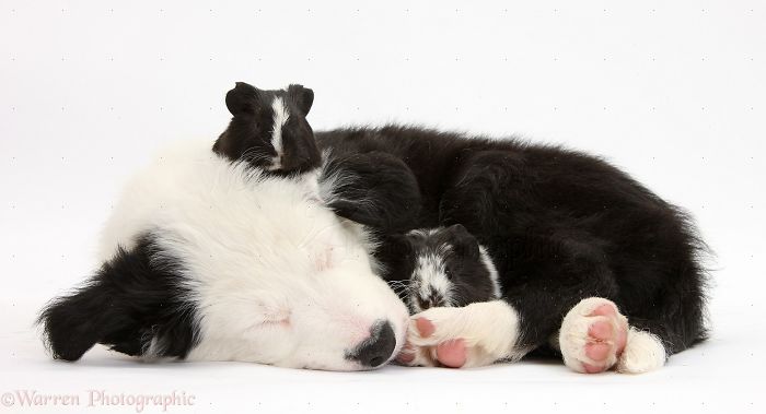 Animals
