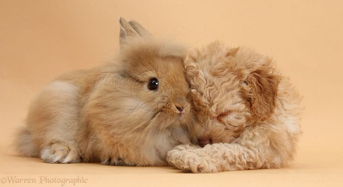 Animals